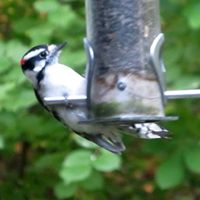 Barbara Orth Ortler's profile image