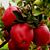 Jose C Limon Mtz's profile image
