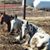 JoAnn Schermerhorn's profile image