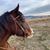 Sarah Reister-Patison's profile image