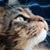 Mike Petonic's profile image