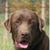 Chris Sawyer's profile image