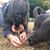 Debbie Singleton's profile image