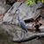 Deborah Hage's profile image