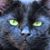 Steven Ferreira's profile image