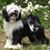 Lee Whittier's profile image
