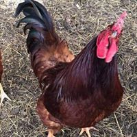 Amber Guffey's profile image