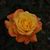 Monte Scott's profile image