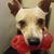 Sandy Critters's profile image