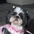 Riley Shih Tzu's profile image