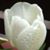 Claura Ngan Wong's profile image