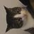 Kelly Sorensen Pedigo's profile image
