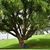 Jennifer Oleson MacDuff's profile image