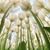 Tiffenee Groshon's profile image