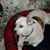 Rosi Walsh's profile image