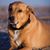 Joy Dill Hendrix's profile image