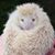 Elizabeth Botham's profile image