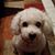 Diane Lippincott Dann's profile image