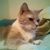 Tammy Schrom's profile image
