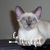 Cheryl Christ Russow's profile image