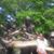 Luz Cantuarias's profile image