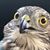 German Aburto's profile image