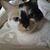 Suzy Lucy's profile image
