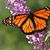 Carol Kleps Berardi's profile image