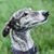 Pamela Brown's profile image