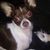 Diane Carpenter Fletcher's profile image