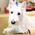 Princess Sophie's profile image