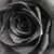 Kimberly Steen's profile image