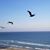 Joanna Heywood Vincenti's profile image