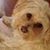 Tricia Petkus's profile image