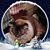 Janette Armstrong's profile image