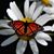 Nancy Lawrence Conte's profile image