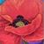 Janet Higley Reade's profile image