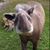 Michele Dzama's profile image