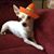 Adam Poe Peyron's profile image
