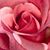 Nancy Nunemaker DeMuro's profile image