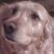 Nancy Olverson's profile image