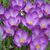 Ann E Beauchamp's profile image