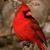 Viola Robertson Wooten's profile image