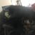 Karen Vinet's profile image