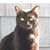 Rikki Tikki Tavi's profile image