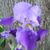 Patricia Ervin Thompson's profile image