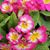 Kim Campbell Radder's profile image
