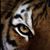 Karlo Nazaryan's profile image