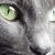 Raven N.'s profile image