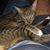Julian Alterman's profile image